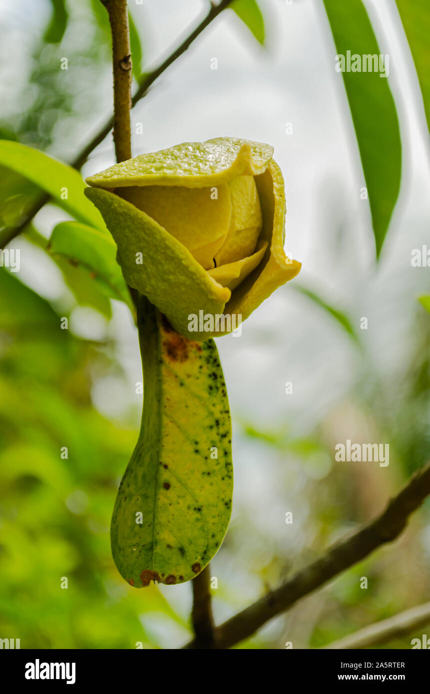 Interno della Graviola Blossom Foto Stock