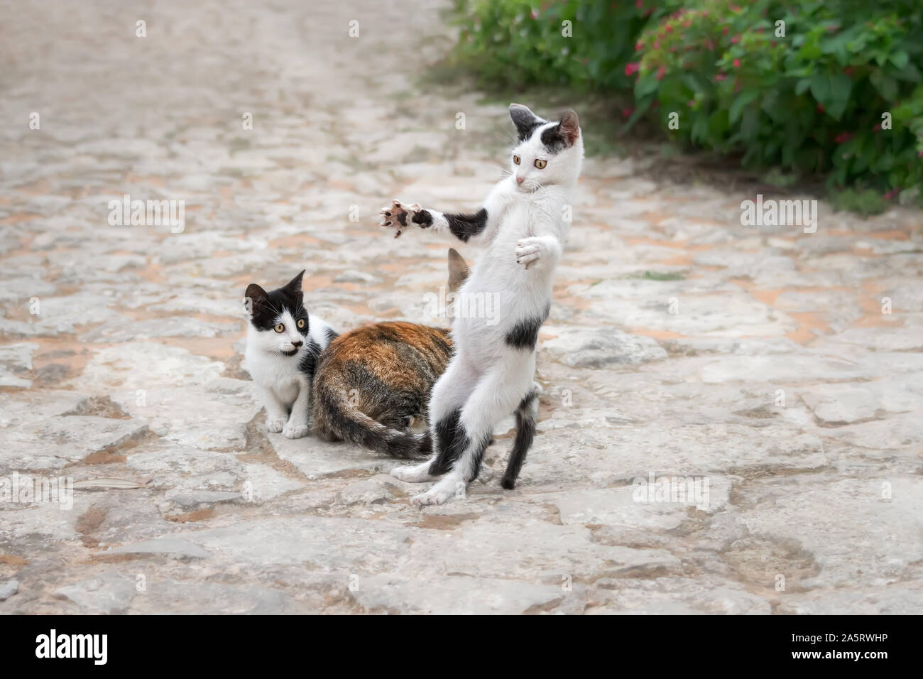 Funny gattino, bicolore bianco con il nero patch, giocando, in piedi sulle zampe posteriori con ampia diffusione di armi e di zampe in modo giocoso, Creta, Grecia Foto Stock