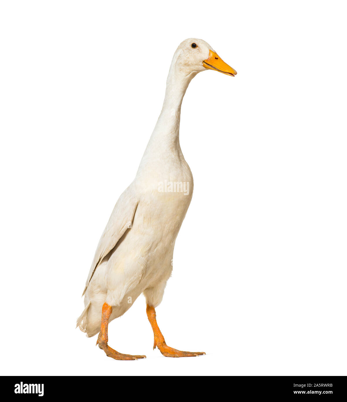 Duck camminare contro uno sfondo bianco Foto Stock