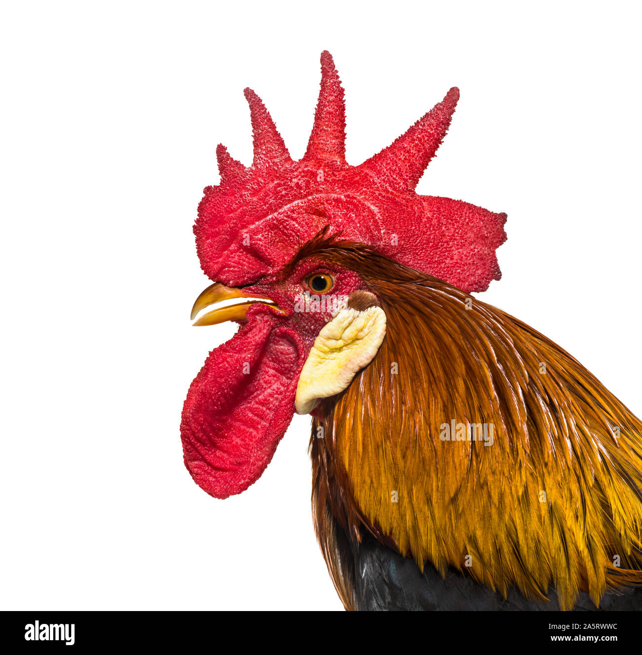 Gallo belga contro uno sfondo bianco Foto Stock