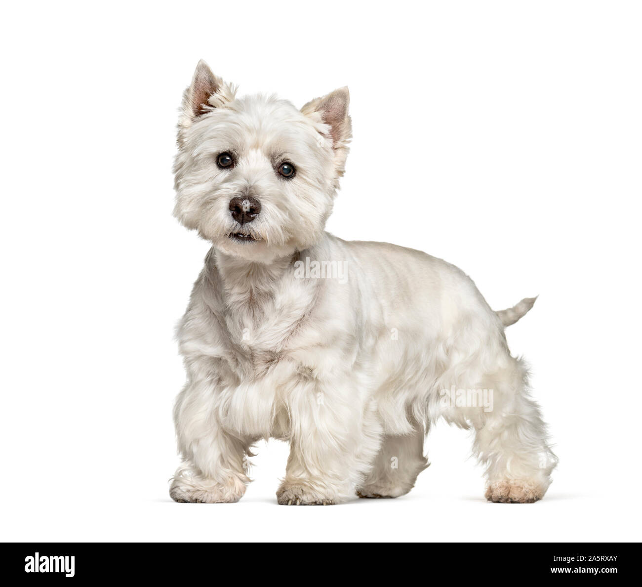 West Highland White Terrier in piedi contro uno sfondo bianco Foto Stock