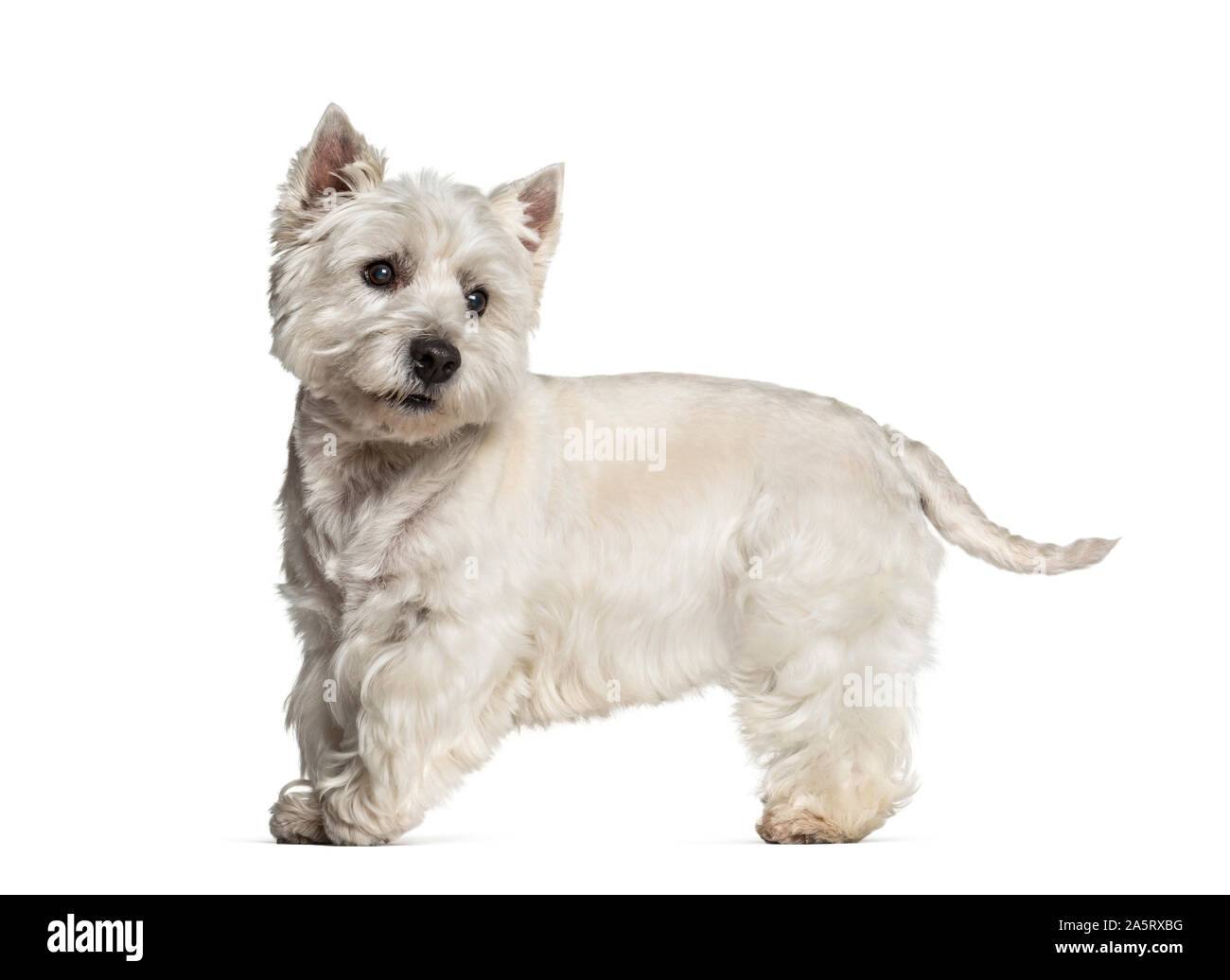 West Highland White Terrier in piedi contro uno sfondo bianco Foto Stock