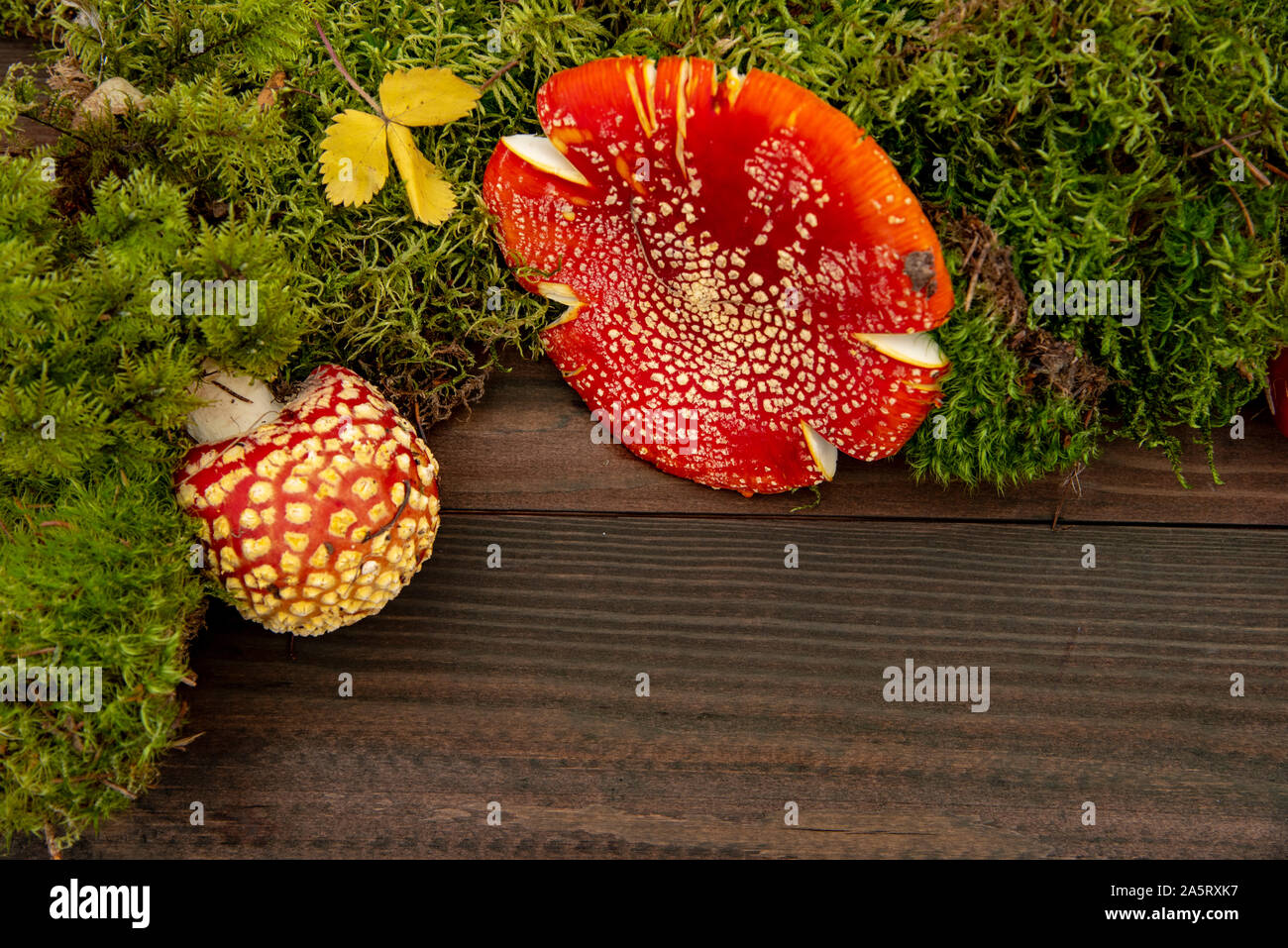 Telaio a fungo..Bright toadstools e soffice moss su legno scuro dello sfondo. Foto Stock