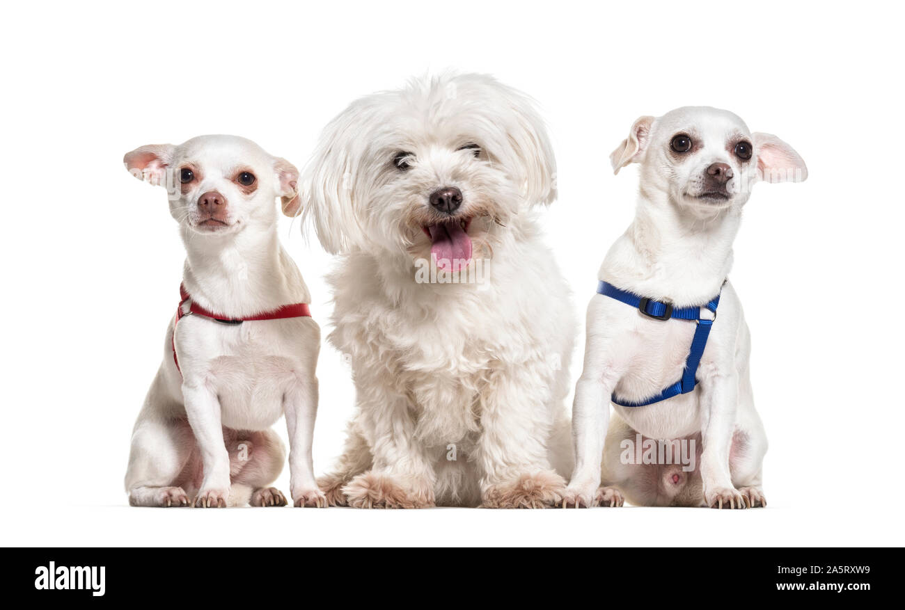 Chihuahua cani e seduta maltese contro uno sfondo bianco Foto Stock