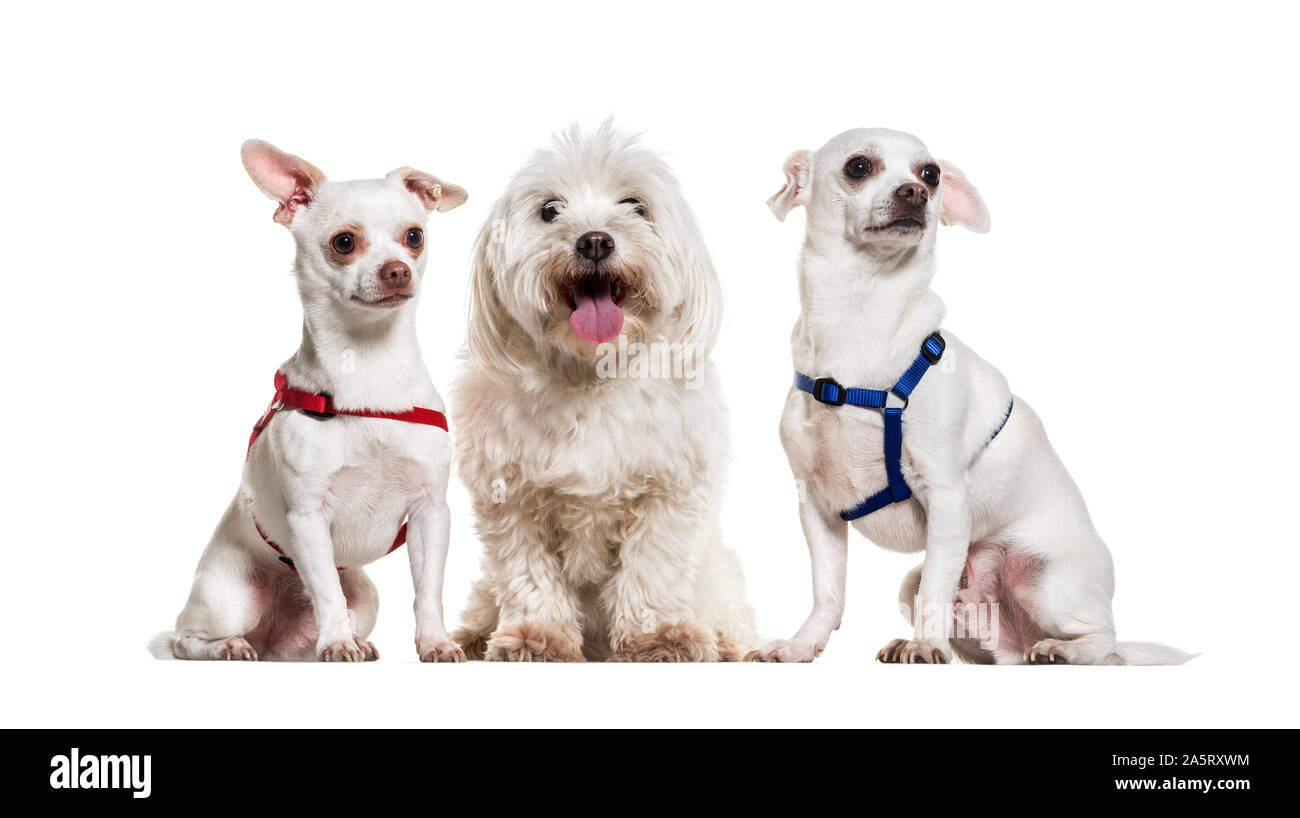 Chihuahua cani e seduta maltese contro uno sfondo bianco Foto Stock