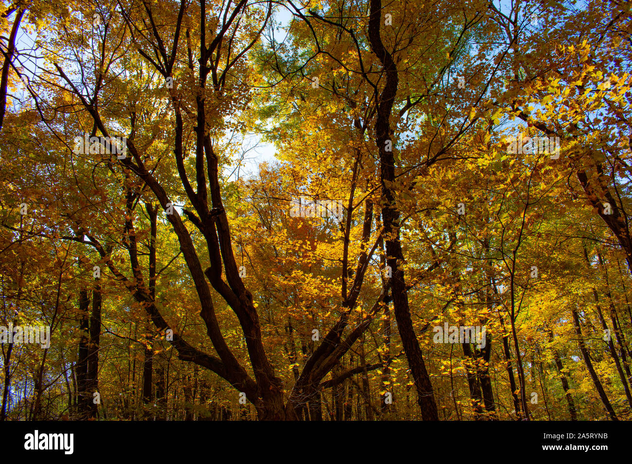 Bosco autunnale scena Foto Stock