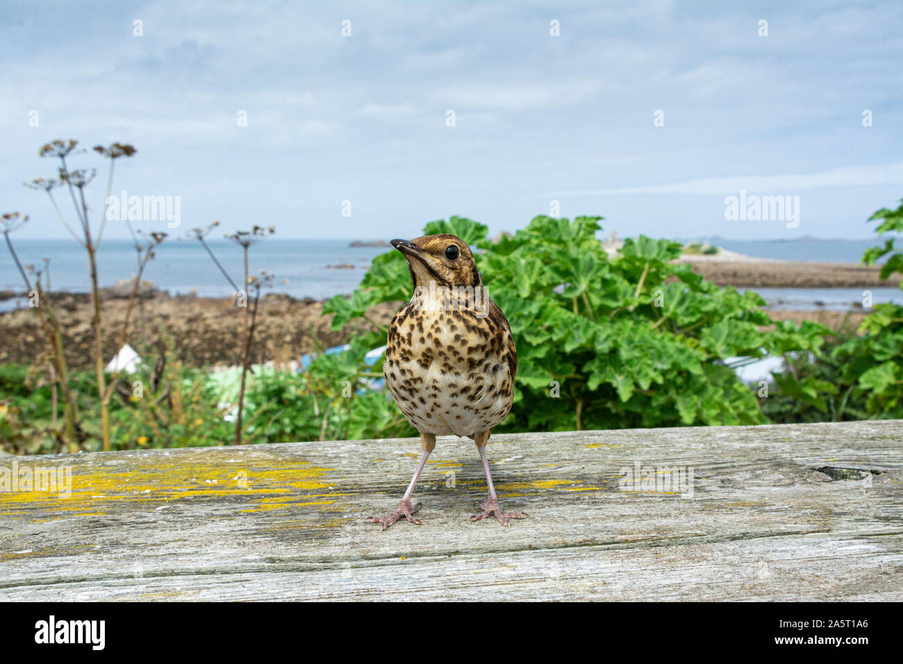 Un tordo bottaccio (Turdus philomelos) su un tavolo da picnic che si affaccia sulla costa su sant Agnese, Isole Scilly Foto Stock