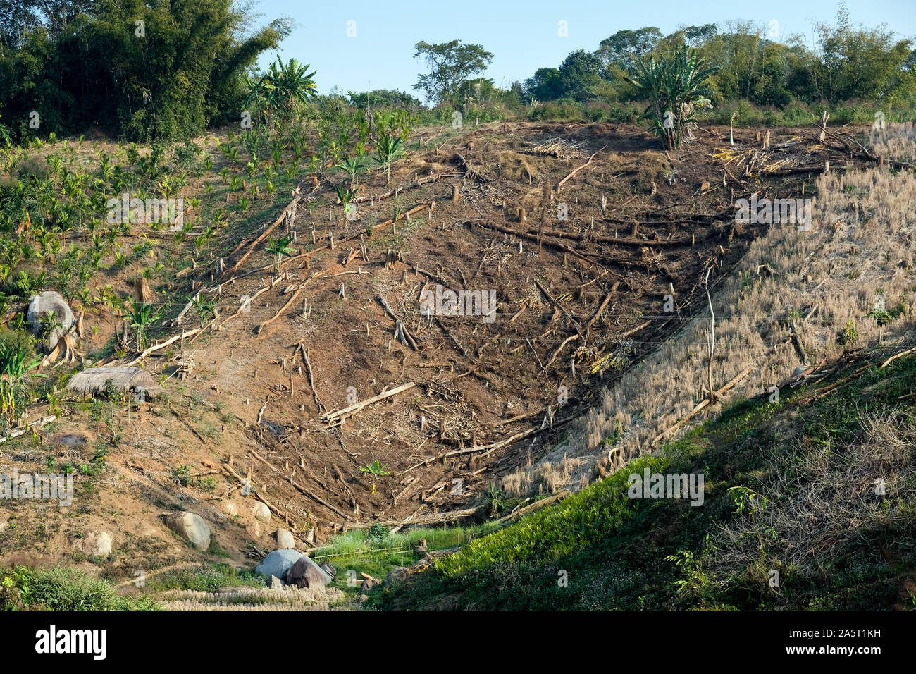 Tagliare gli alberi nelle colline di Khasi. Orlong Hada, Stato Di Meghalaya, India Foto Stock