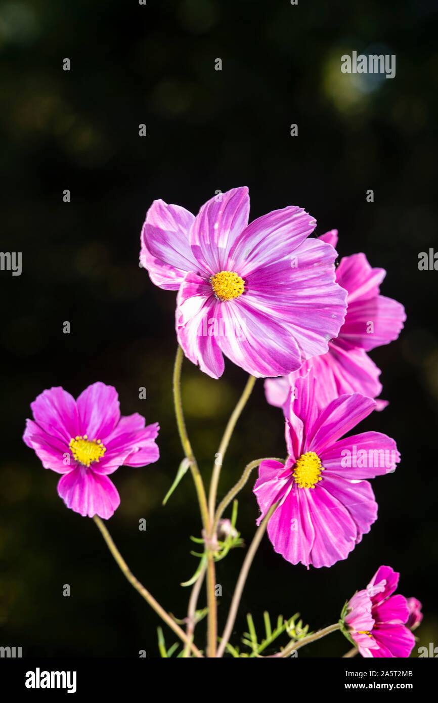 Cosmo " pinkie' in colori vividi in ottobre in un giardino Devon. Foto Stock