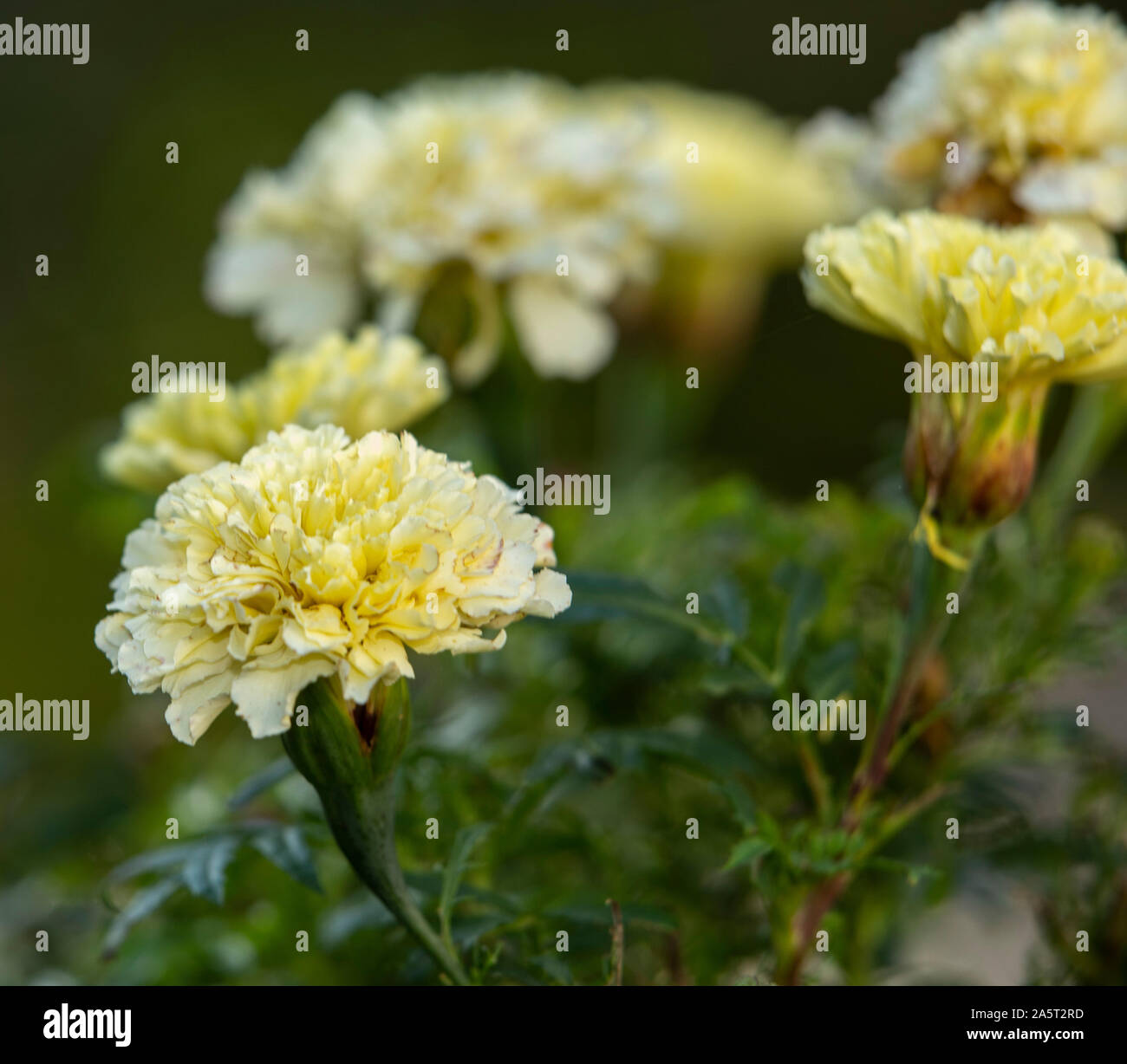 Calendula vaniglia, americano, pianta annuale in bianco crema colorante. Foto Stock