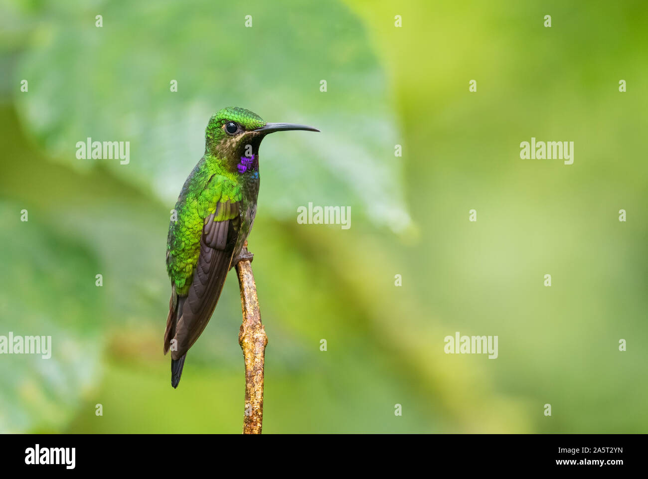 Nero-throated brillante - Heliodoxa schreibersii, di rara bellezza splendente hummingbird dalle pendici andine del Sud America, Wild Sumaco, Ecuador. Foto Stock