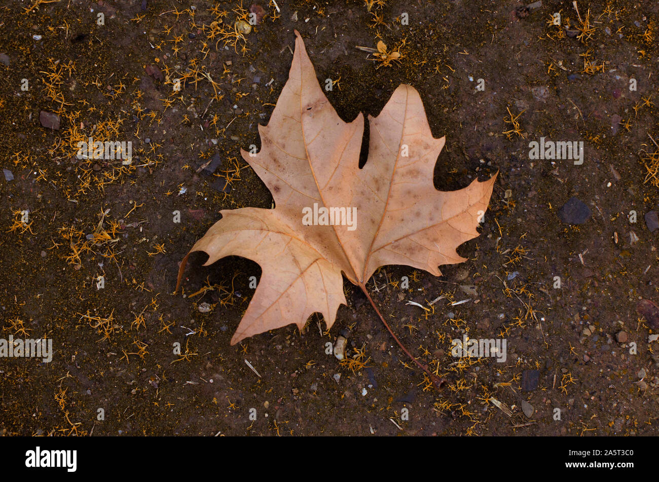 Platanus x hispanica caduto foglie di autunno. Oromana park, Alcalá de Guadaira, Siviglia, Spagna Foto Stock