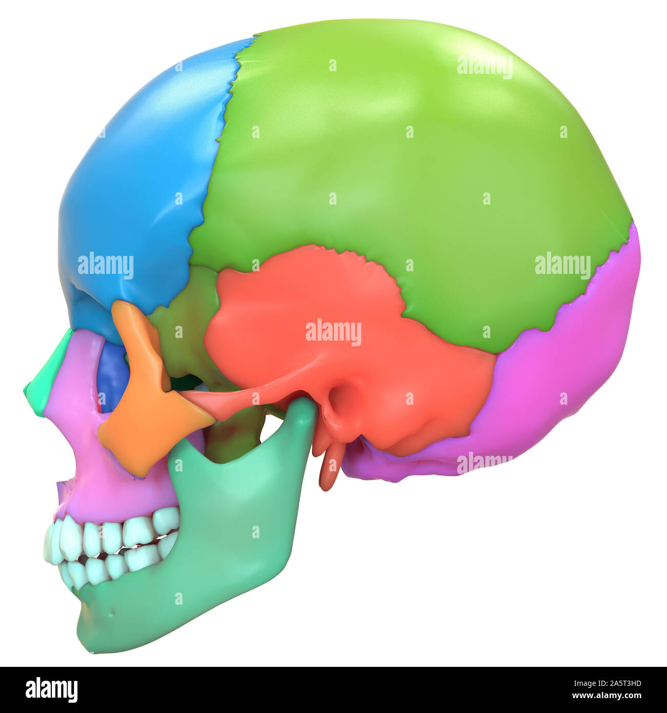 Scheletro umano sistema ossa del cranio anatomia Vista laterale Foto Stock