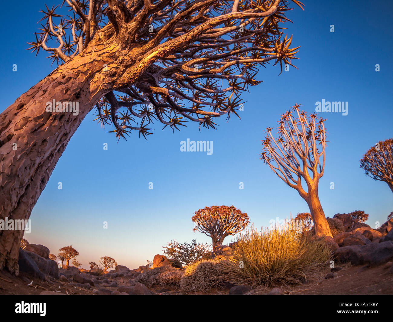 La foresta di Quivertree presso sunrise vicino a Keetmanshoop in Namibia, Africa. Foto Stock