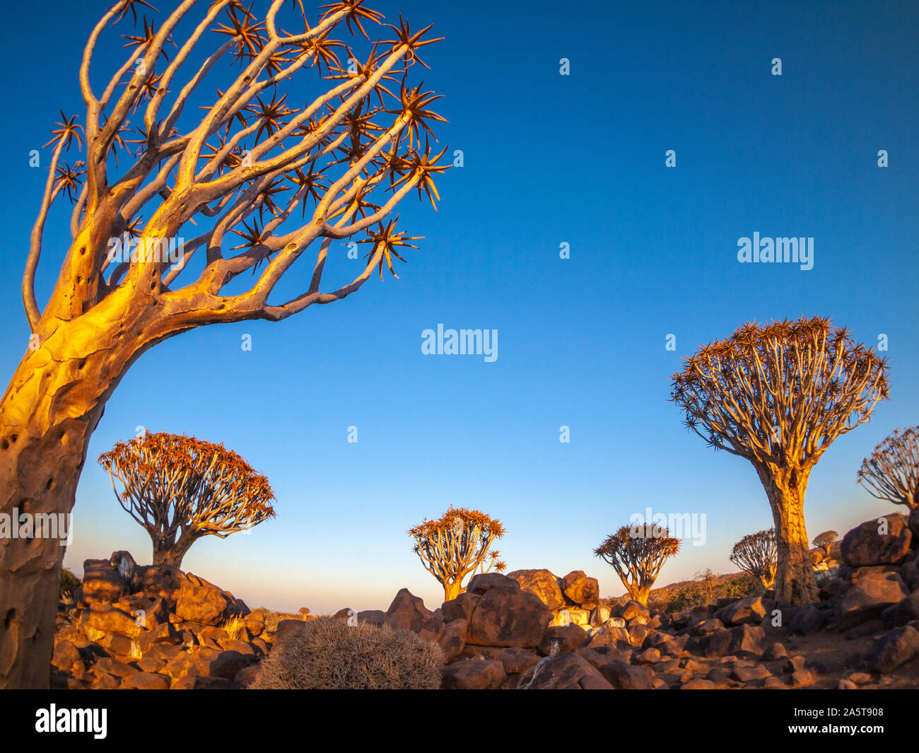 La foresta di Quivertree presso sunrise vicino a Keetmanshoop in Namibia, Africa. Foto Stock