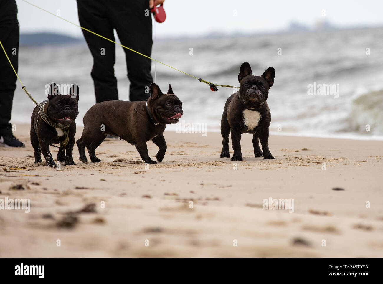 Tre cani giocando sulla spiaggia, bulldog francese,Bornholm Foto Stock