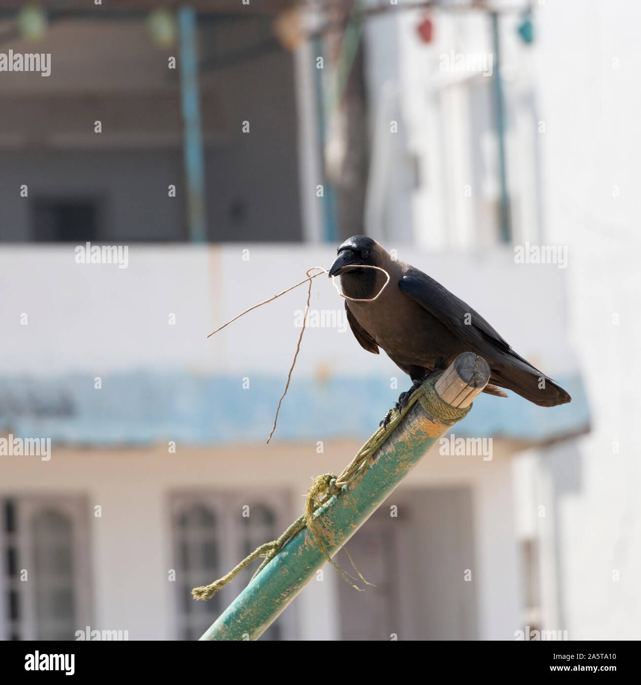 Nero e Marrone bird su una barca da pesca direzione asta porta un ramoscello nel becco con edifici sullo sfondo, Mamallapuram, India Settembre 2019 Foto Stock