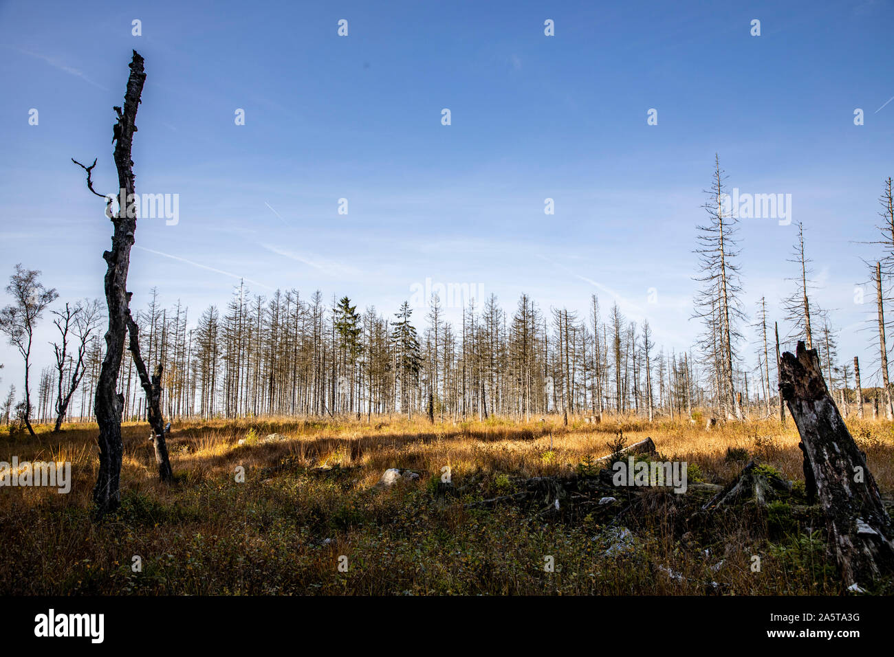 Belgien, Wallonien, das Hohe Venn, Hochmoor, in der regione Eifel und Ardennen, Naturpark Hohes Venn-Eifel, Nordöstlich vom Baraque Michel, abgestorben Foto Stock