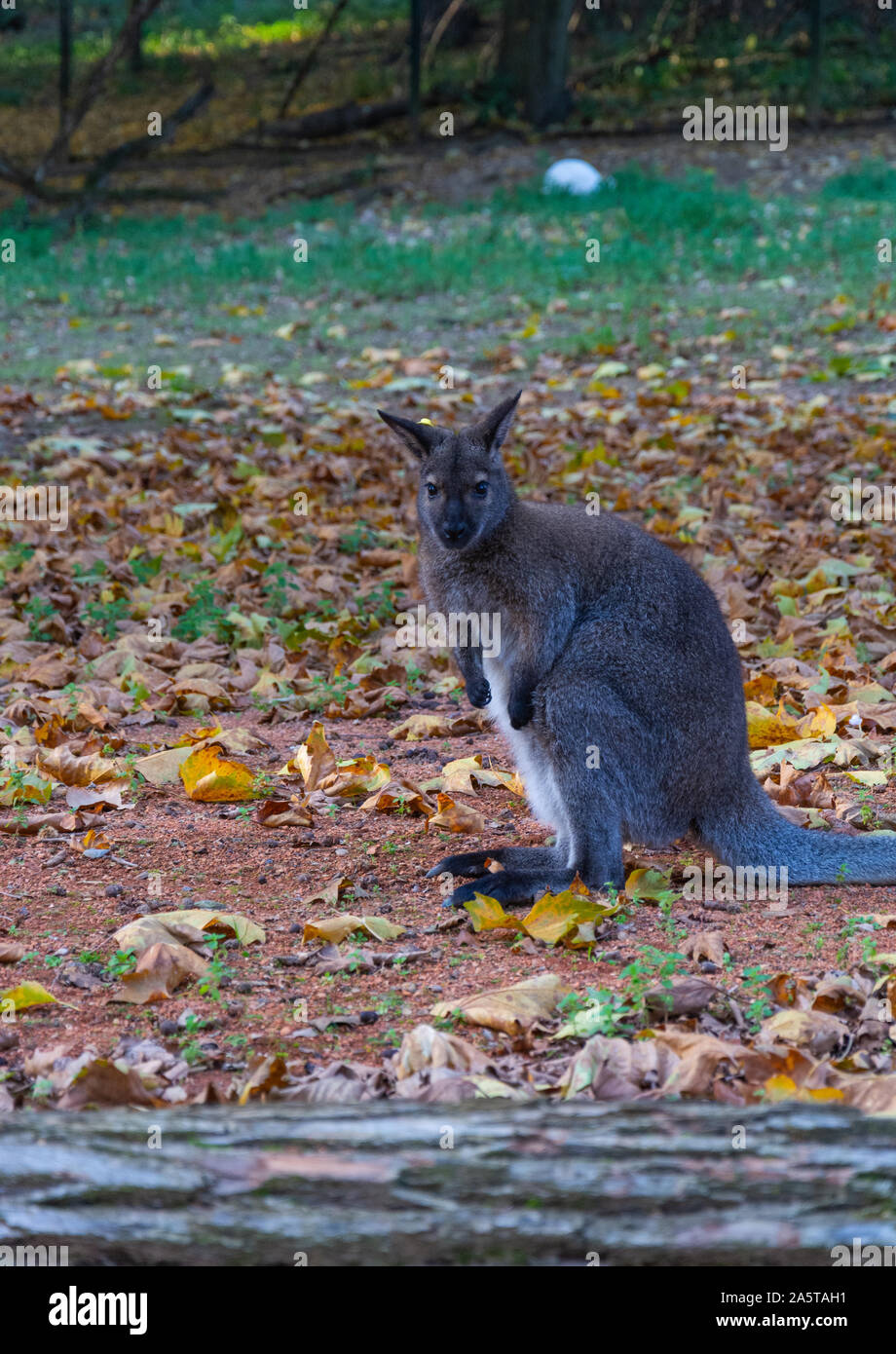 Red-Necked Wallaby in Zoo Zlin Foto Stock