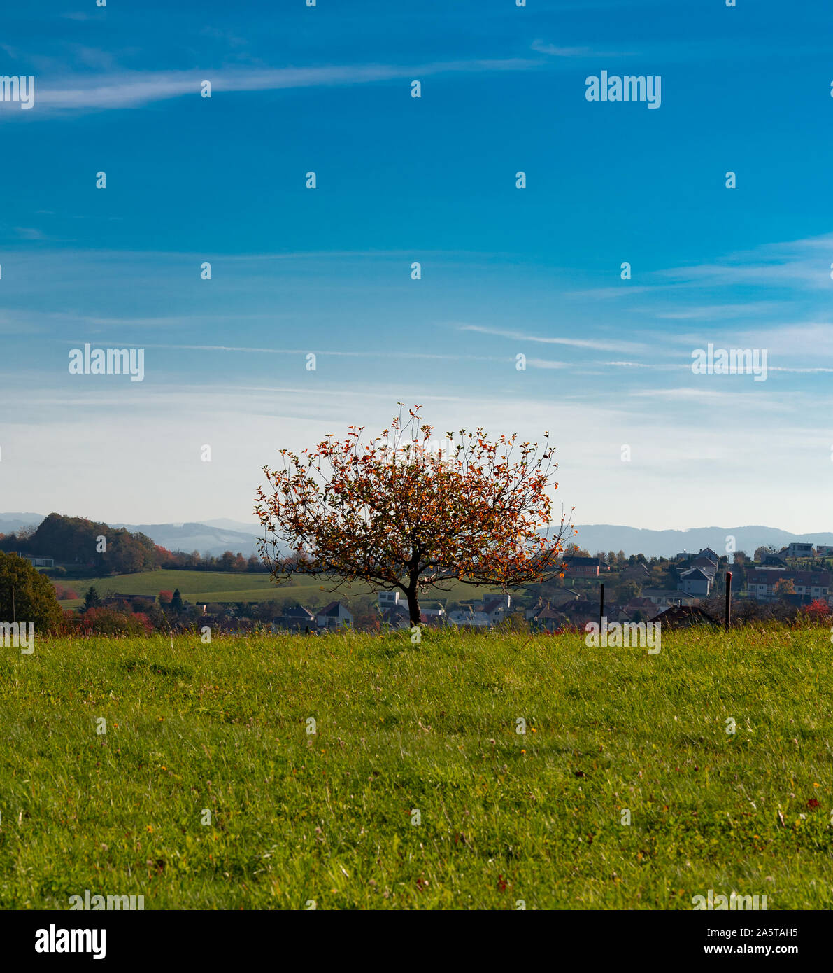 Solitario albero di apple in campagna Foto Stock