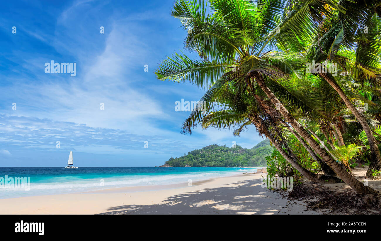 Paradise beach con palme da cocco Foto Stock