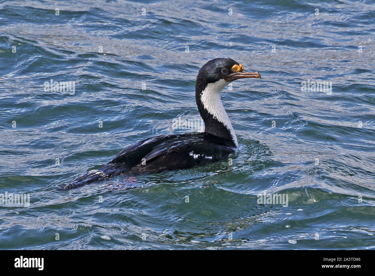 Il marangone dal ciuffo imperiale (Phalacrocorax atriceps atriceps) adulto nuotare nel mare di Punta Arenas, Magellanic stretto, Cile Gennaio Foto Stock