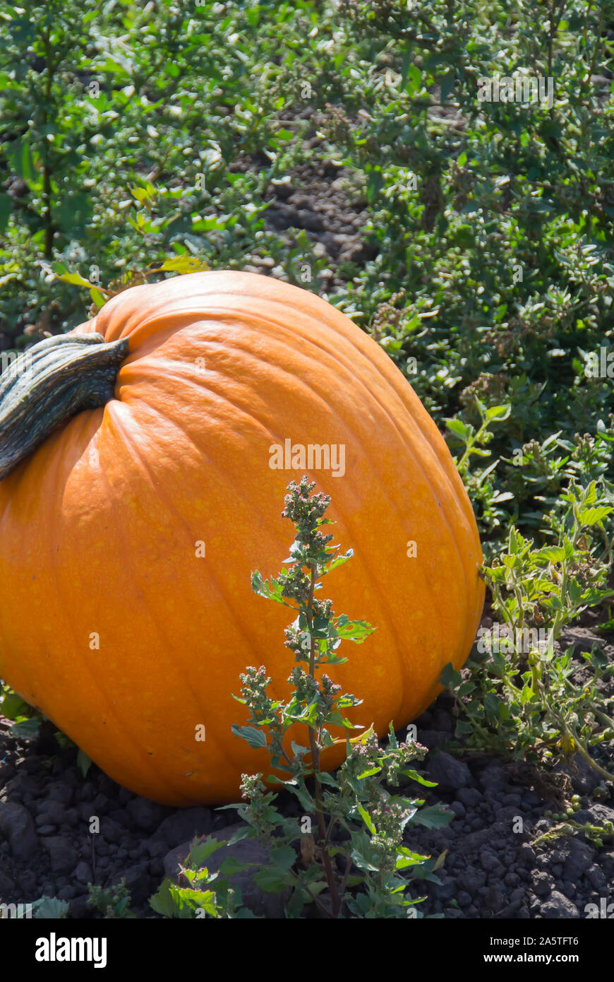 La zucca per l'acquisto in Zucca Patch Foto Stock