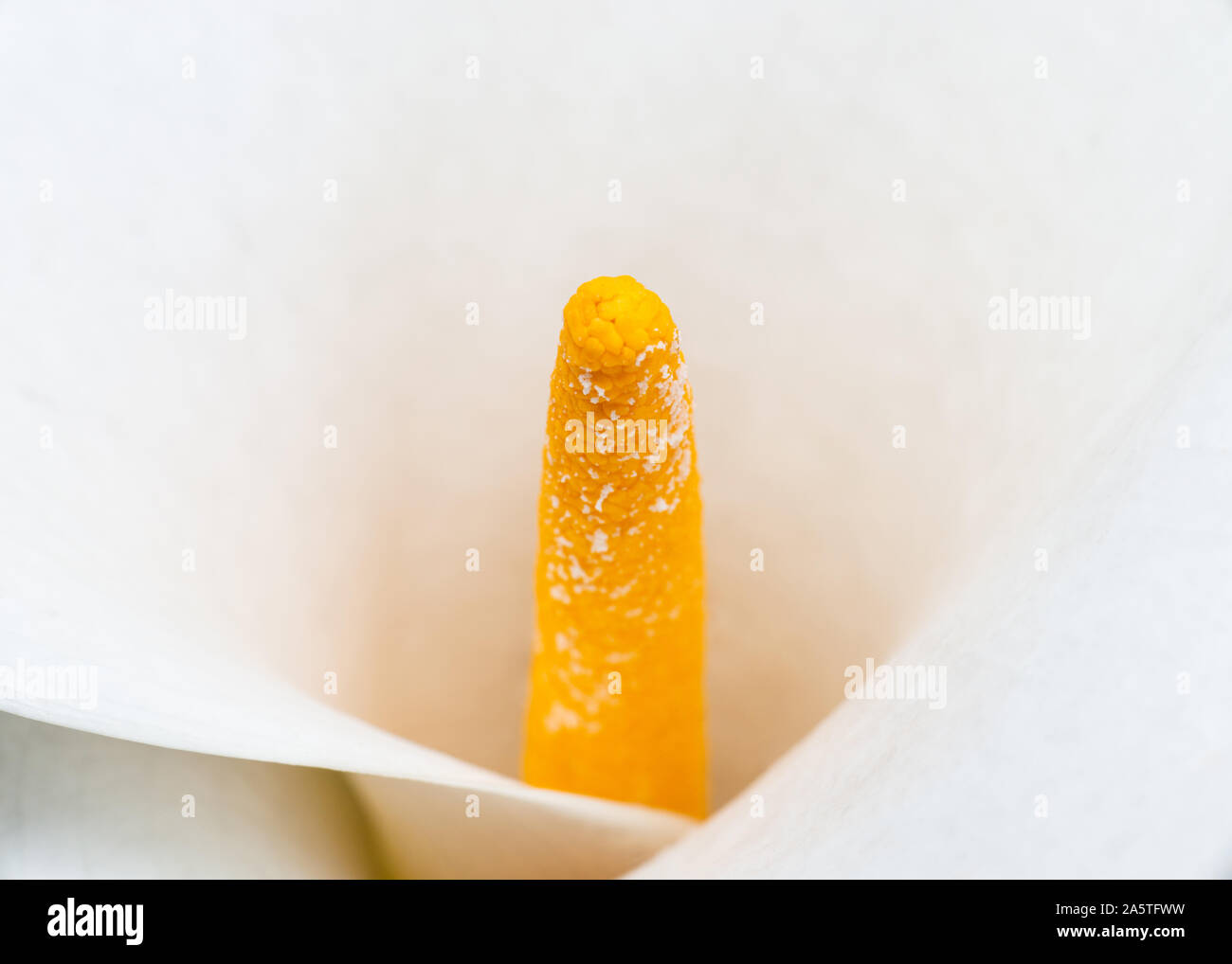 Calla Lily macro shot Foto Stock