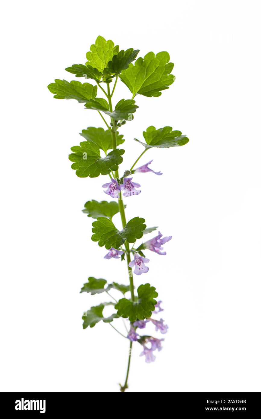 Piante di guarigione: (Glechoma hederacea) Terra ivy proprio di fronte a uno sfondo bianco Foto Stock