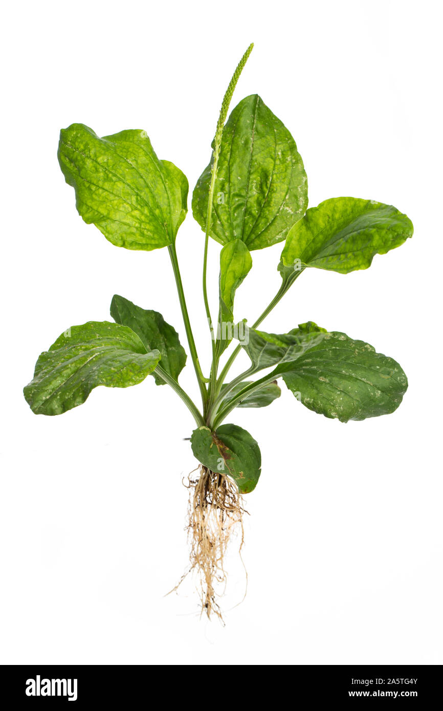 Piante di guarigione: latifoglie piantaggine (Planzago grandi L.) - pianta intera su sfondo bianco Foto Stock