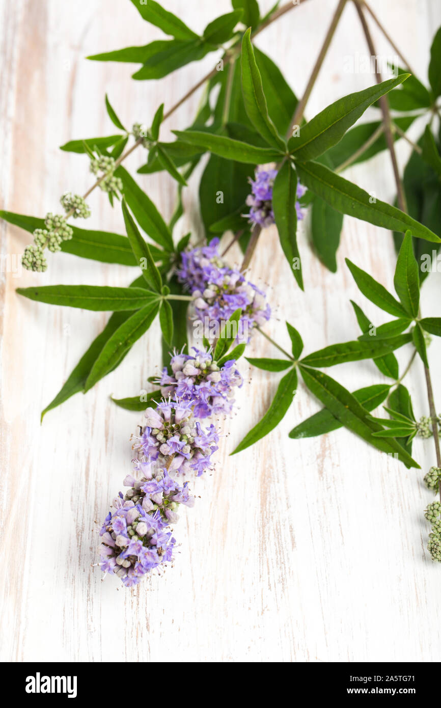 Piante di guarigione: Chasteberry (Vitex agnus castus) - intaglio sul bordo Foto Stock