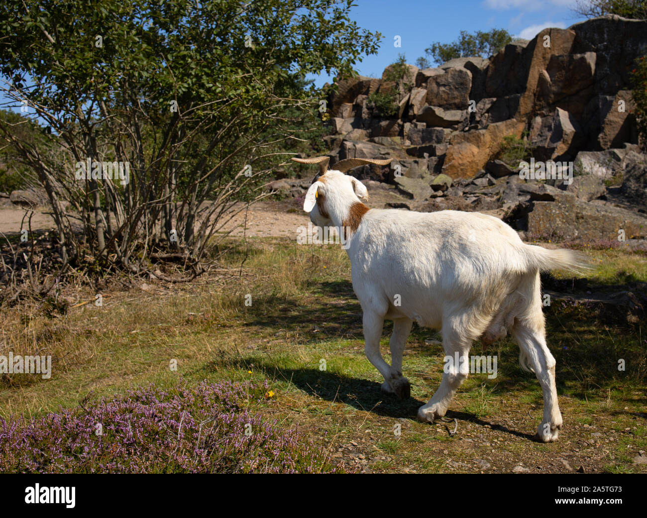 Capra su l'isola di Bornholm Foto Stock