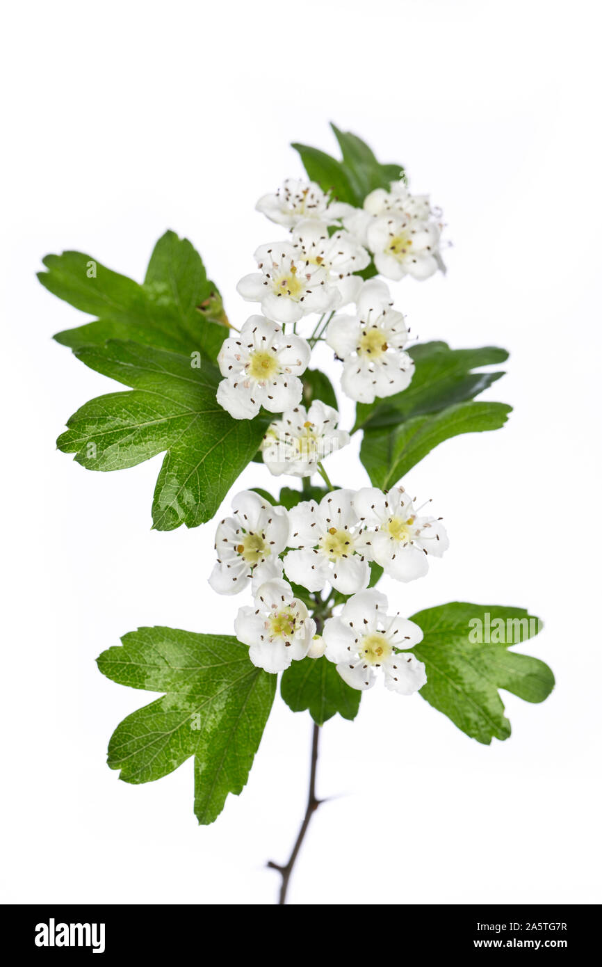 Piante di guarigione: biancospino (Crataegus monogyna) fiori e foglie isolati su sfondo bianco Foto Stock