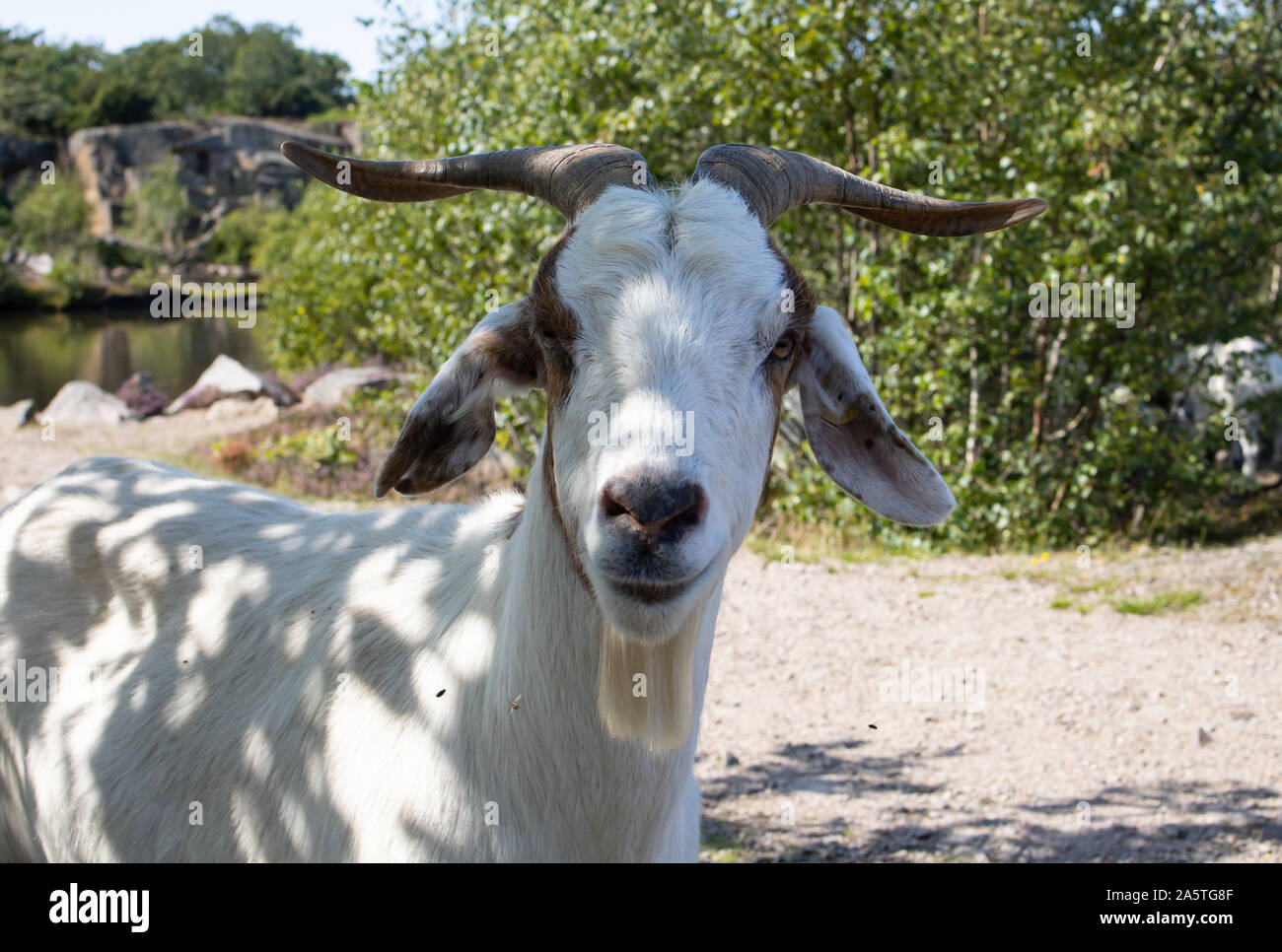 Capra su l'isola di Bornholm Foto Stock