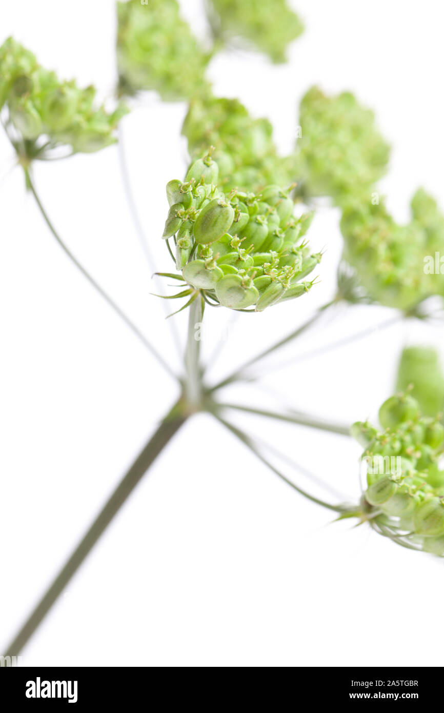Wies hogweed (Heracleum sphondylium) verde semi contro uno sfondo bianco Foto Stock