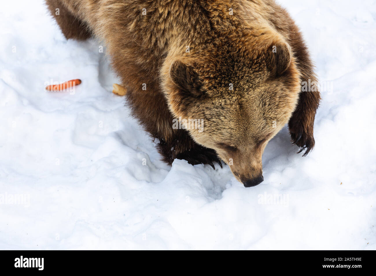 Vista dall'alto di un Europeo di orso bruno della neve in cerca di cibo Foto Stock