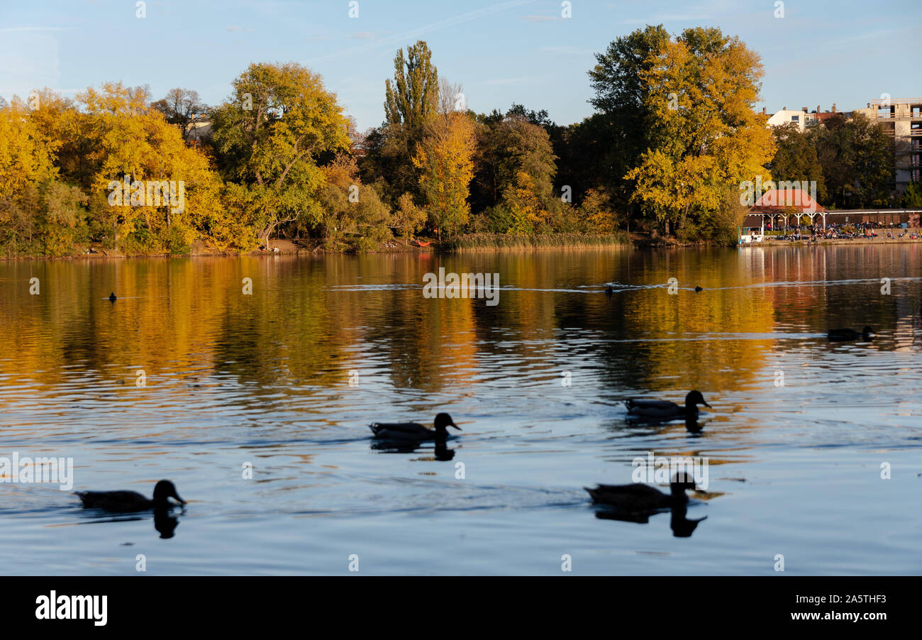 Anatre nel lago Weissensee Berlin Foto Stock