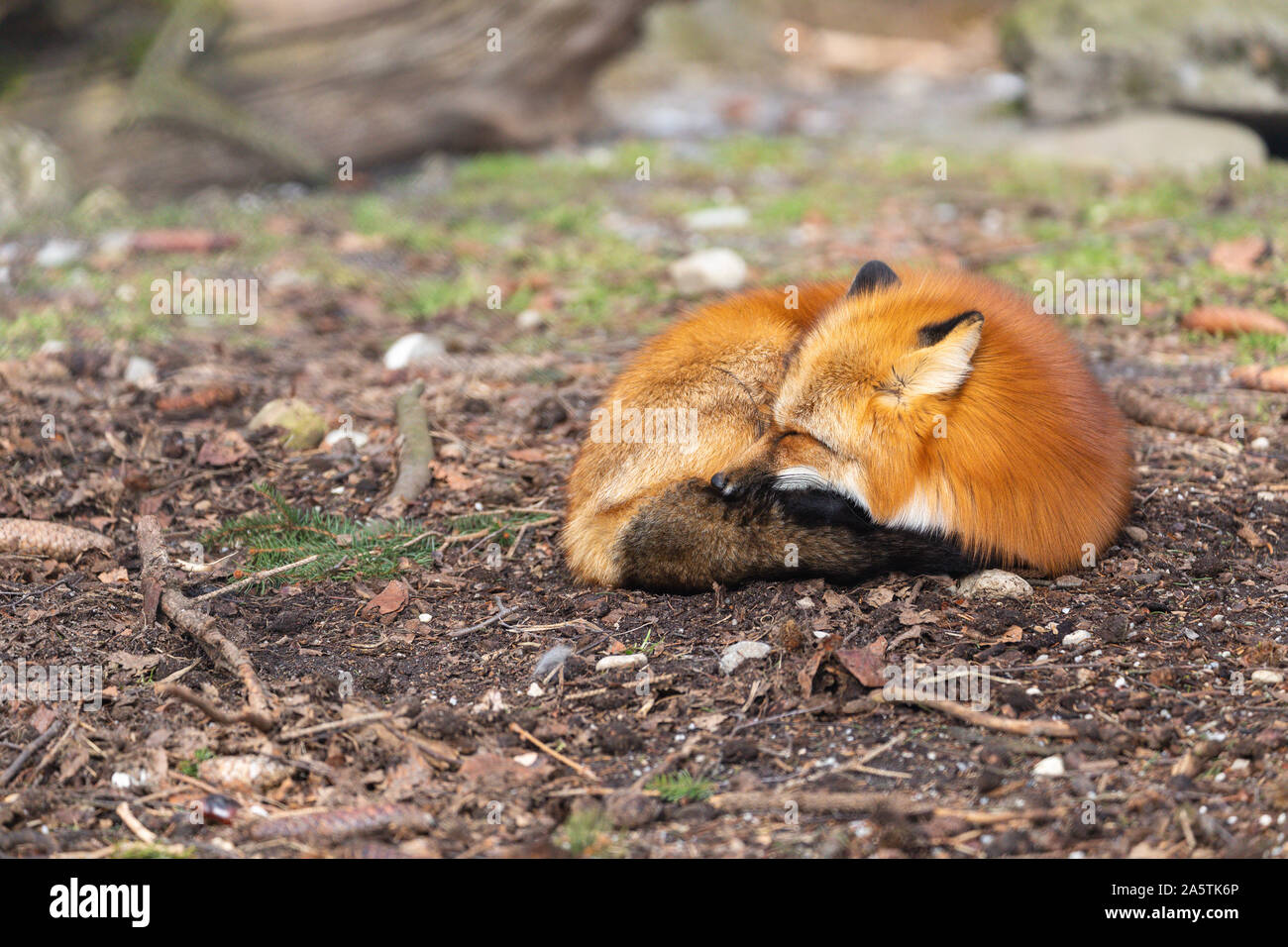 Close-up di un sonno fox nel selvaggio con spazio di copia Foto Stock