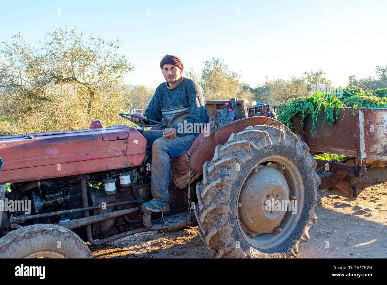 L'agricoltore palestinese su un trattore, Burqin, Governatorato di Jenin, West Bank, Palestina. Foto Stock