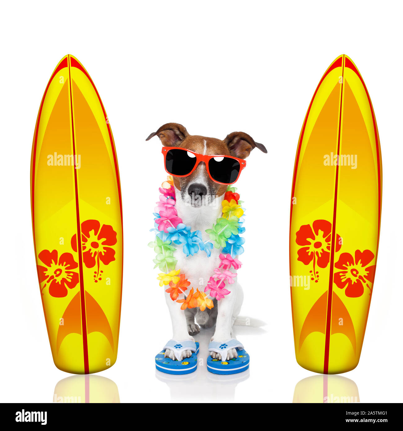 Estate vacanze paradiso surfer jack russell cane con tavola da surf e occhiali da sole isolato su sfondo bianco Foto Stock