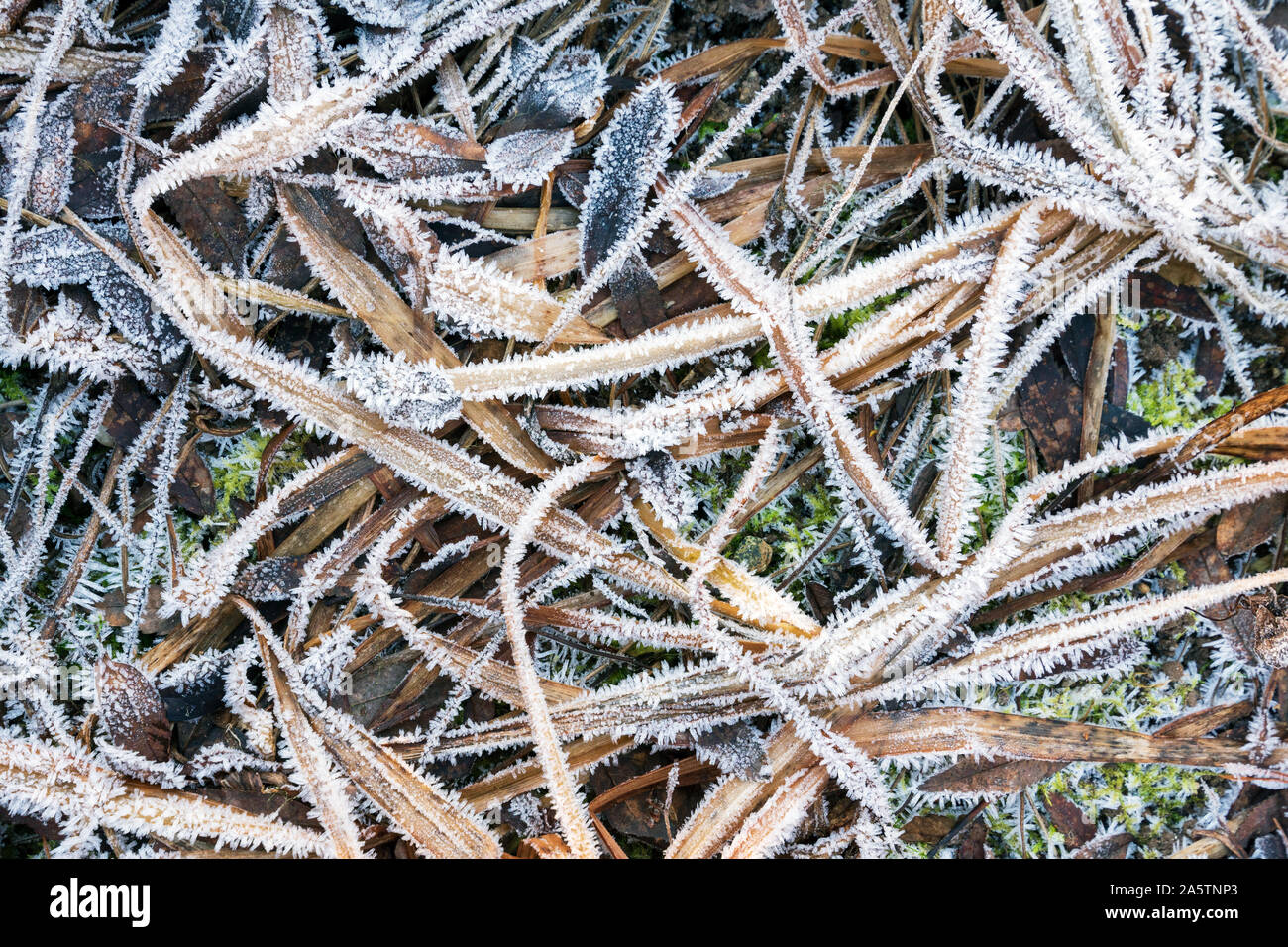 I cristalli di ghiaccio sulle foglie ed erbe, terreno ghiacciato, fredda giornata invernale Foto Stock