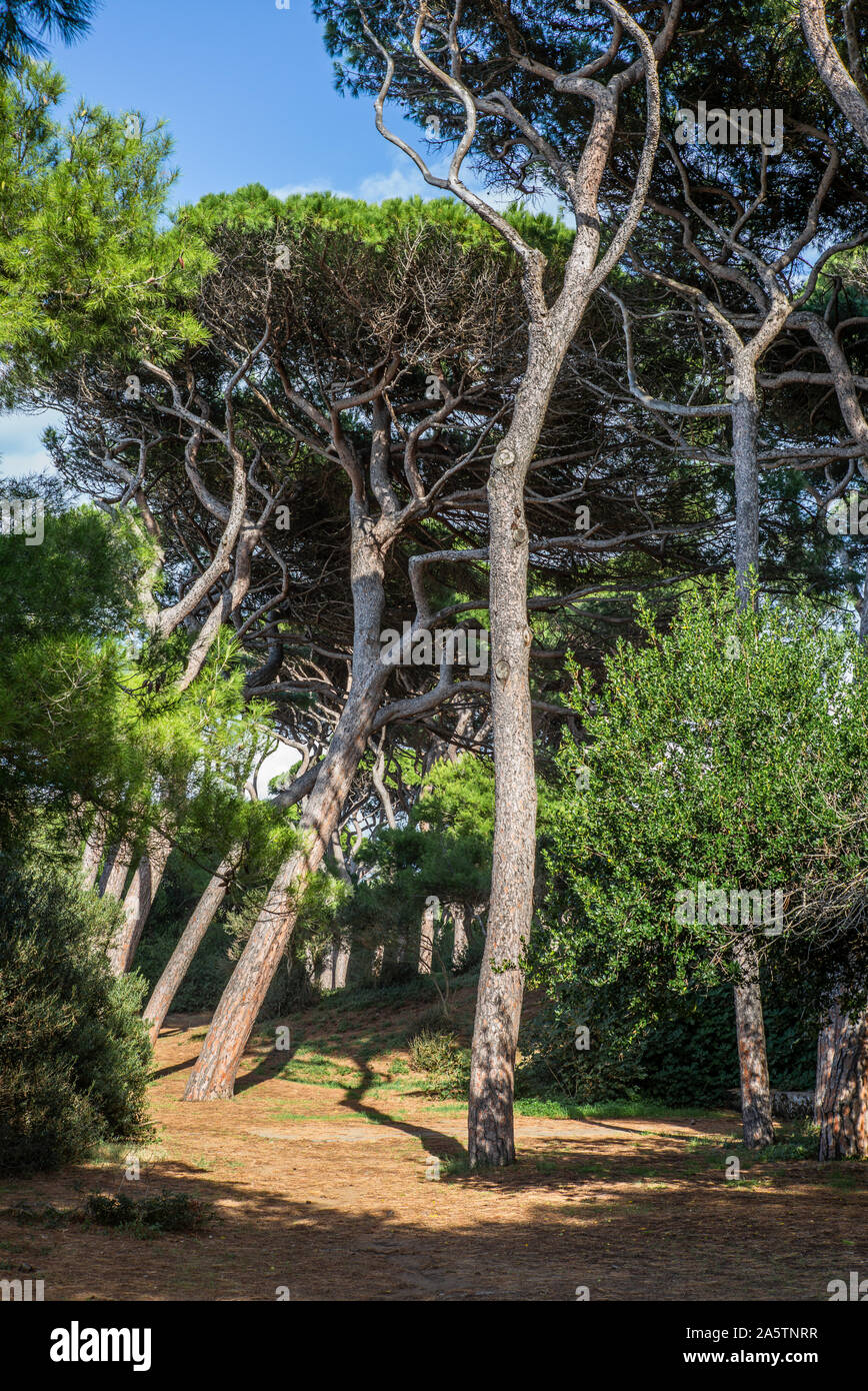 Il vuoto di foresta di conifere in Toscana vicino al golfo di Baratti - 2 Foto Stock