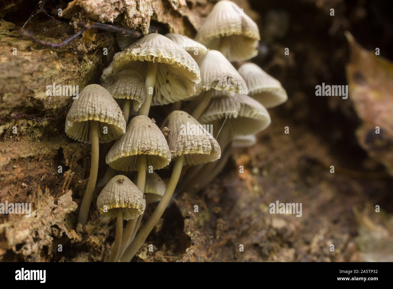 Mycena galericulata un fungo specie comunemente noto come il cofano del comune che cresce su legno di Cariati Foto Stock