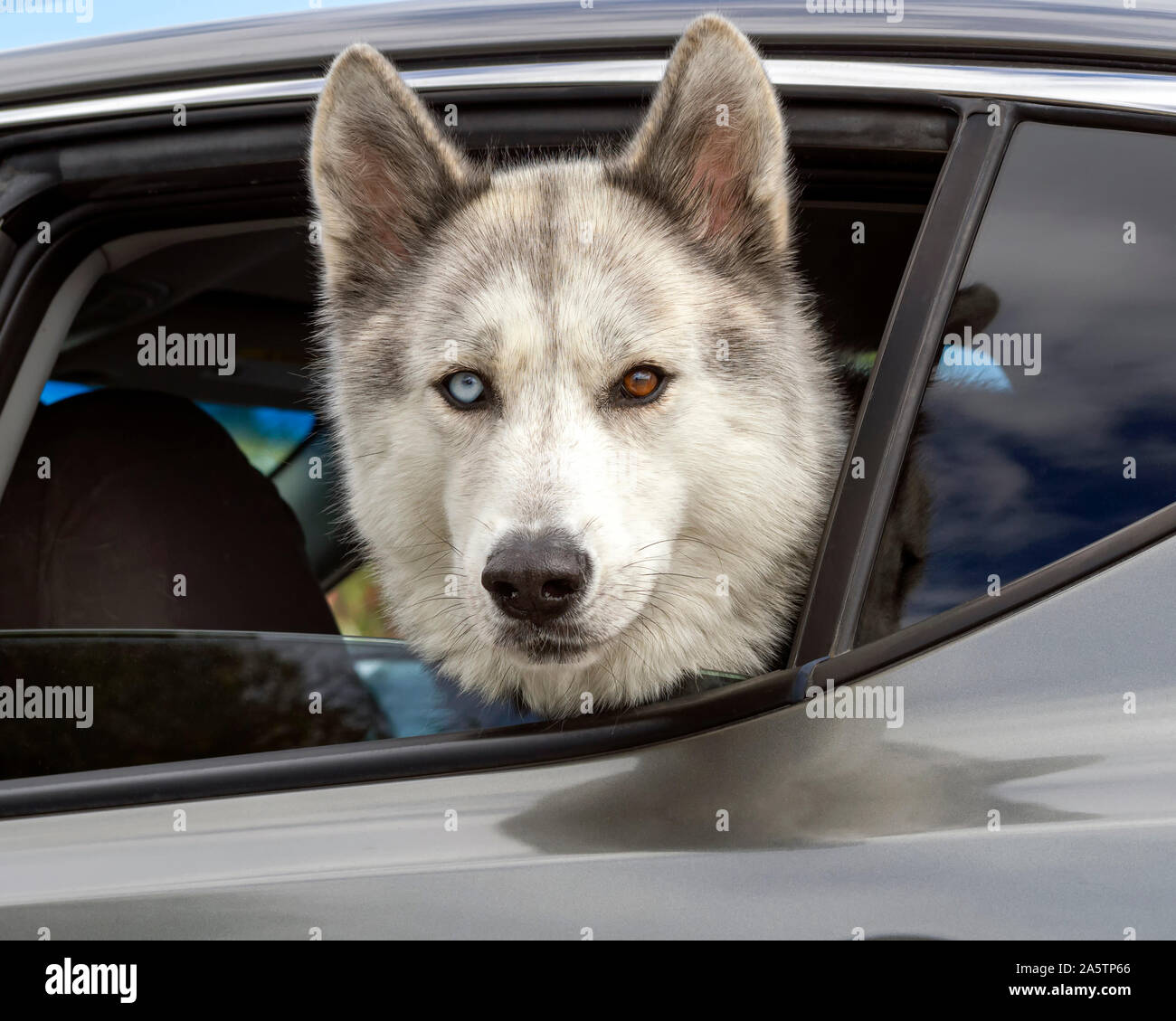 Un Siberian Husky con un occhio azzurro e un occhio marrone (Heterochromia) che aderiscono alla sua testa fuori dal finestrino posteriore di una macchina parcheggiata. Foto Stock