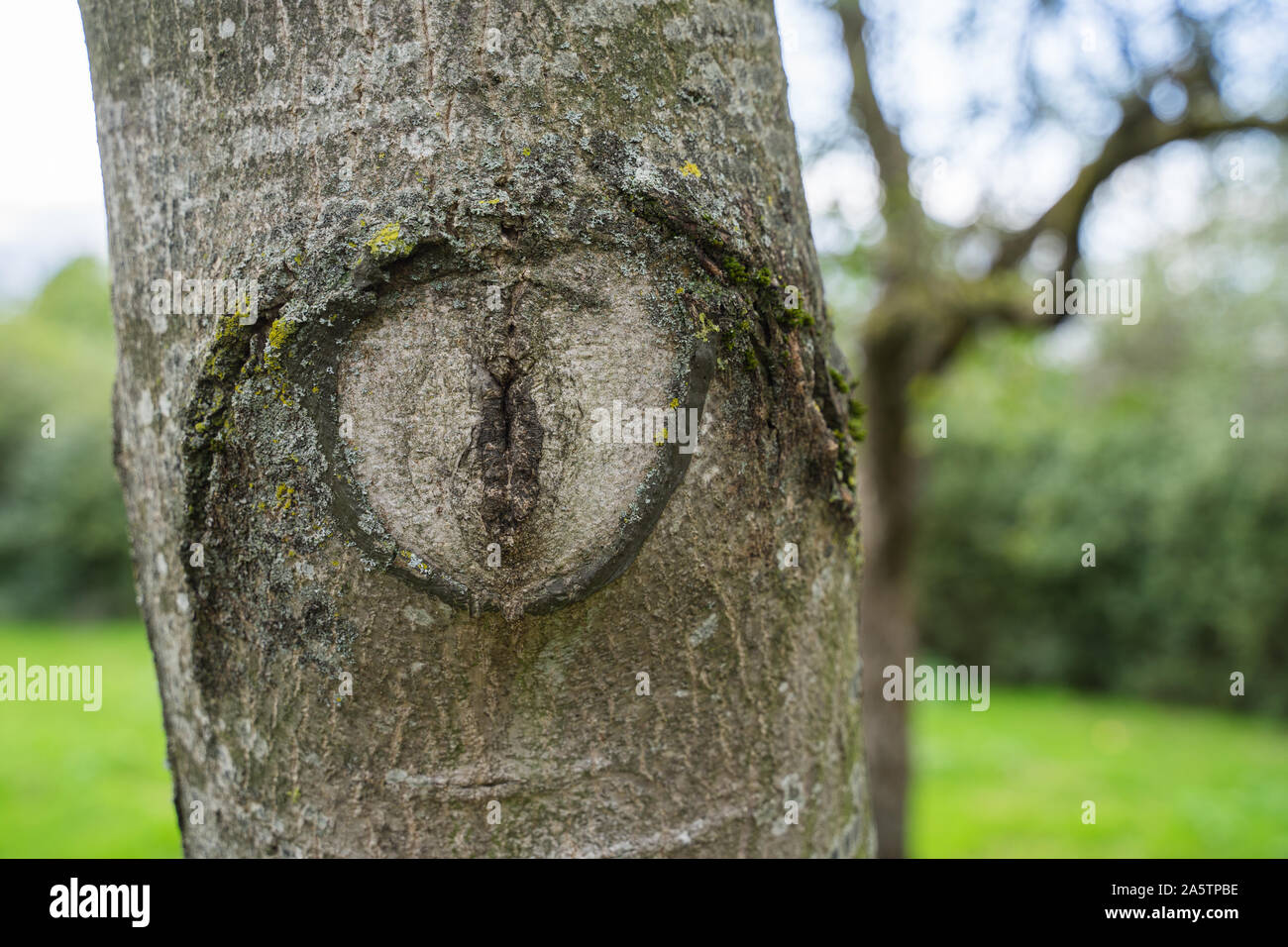 Close-up di knothole su un rifilato tronco di albero. Foto Stock