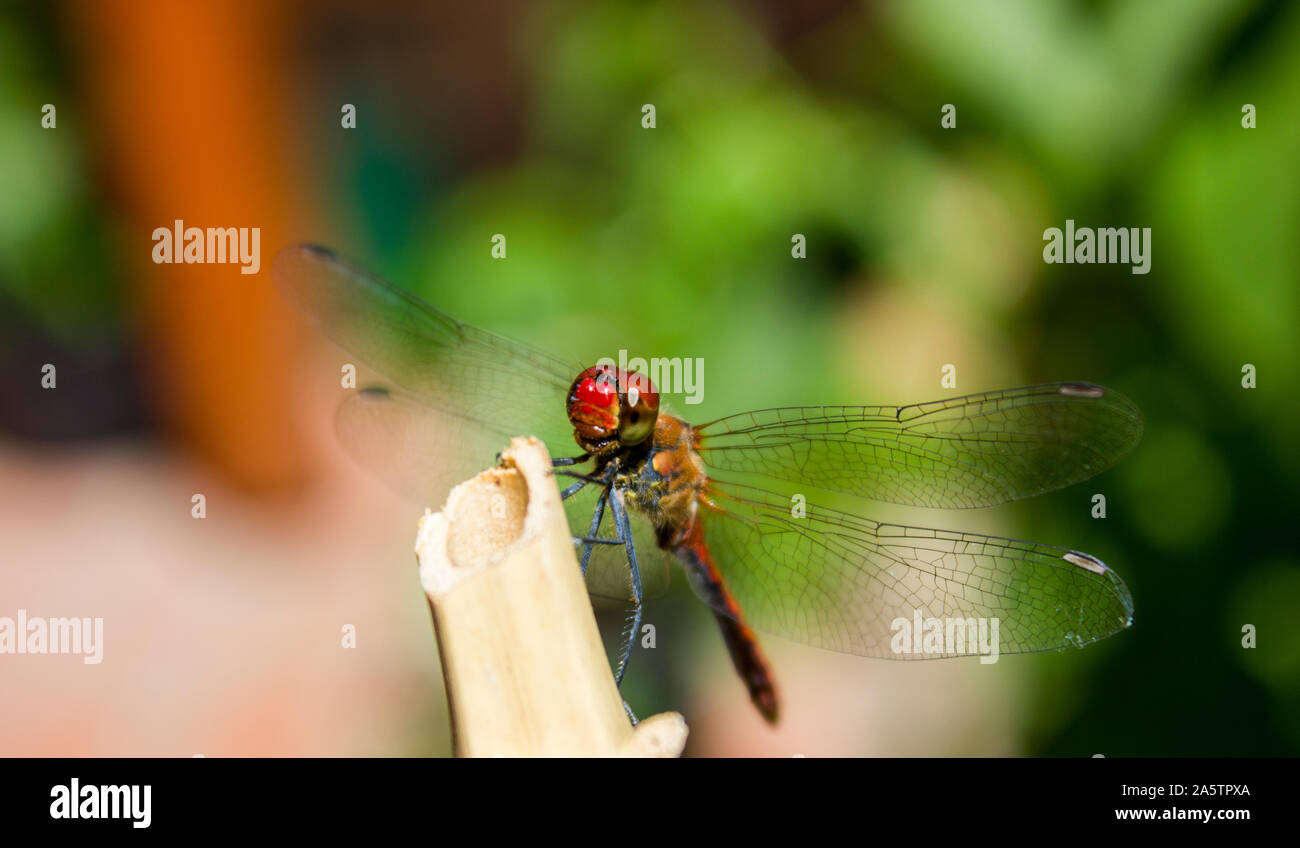 Vicino la foto di una libellula (Sympetrum flaveolum) appoggiato su un bastone di bambù. Rosso, arancione e giallo corpo. Blu e sfondo bianco. Foto Stock