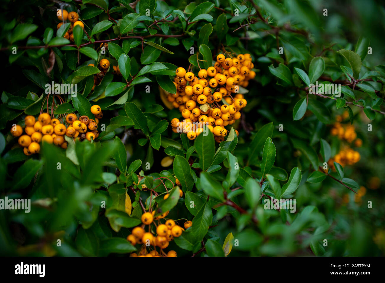 Piccolissimi acini di colore arancione sul verde siepe inglese. Foto Stock