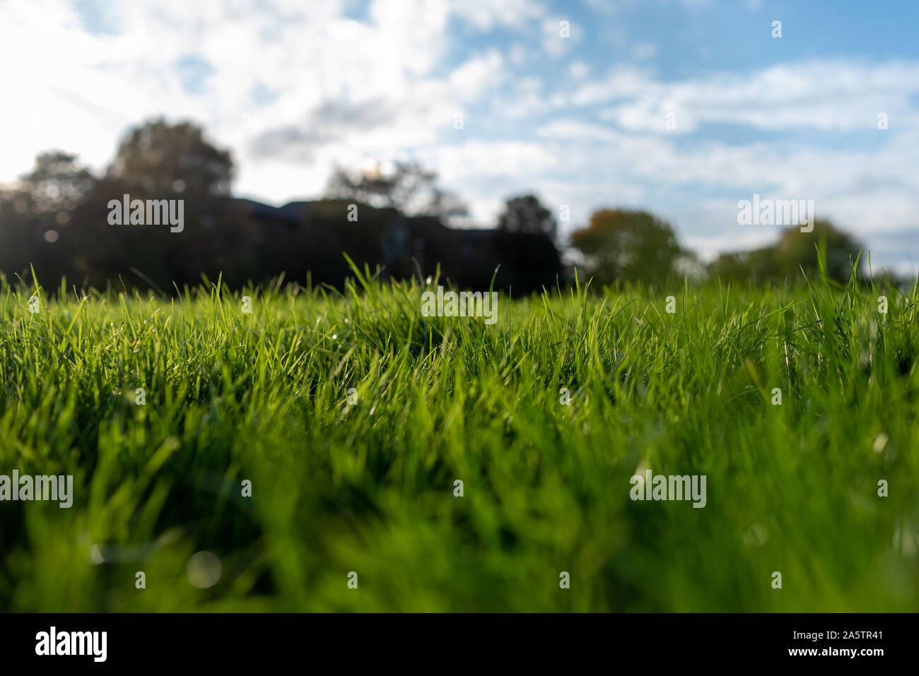 Close up di erba verde nel parco all'inglese su una bella giornata. Foto Stock