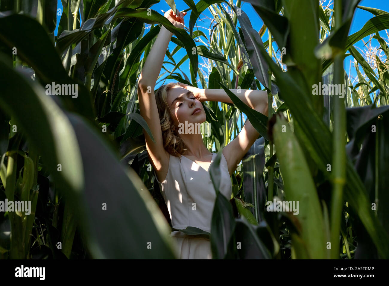 Ritratto di un biondo ragazza in alla moda ed elegante abiti, tra le fronde di un campo di mais. In una giornata di sole. Foto Stock