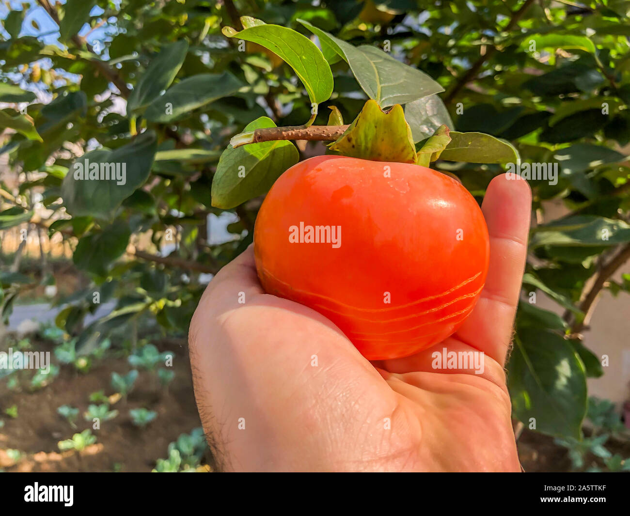 Persimmon tree con molti cachi in autunno. Foto Stock